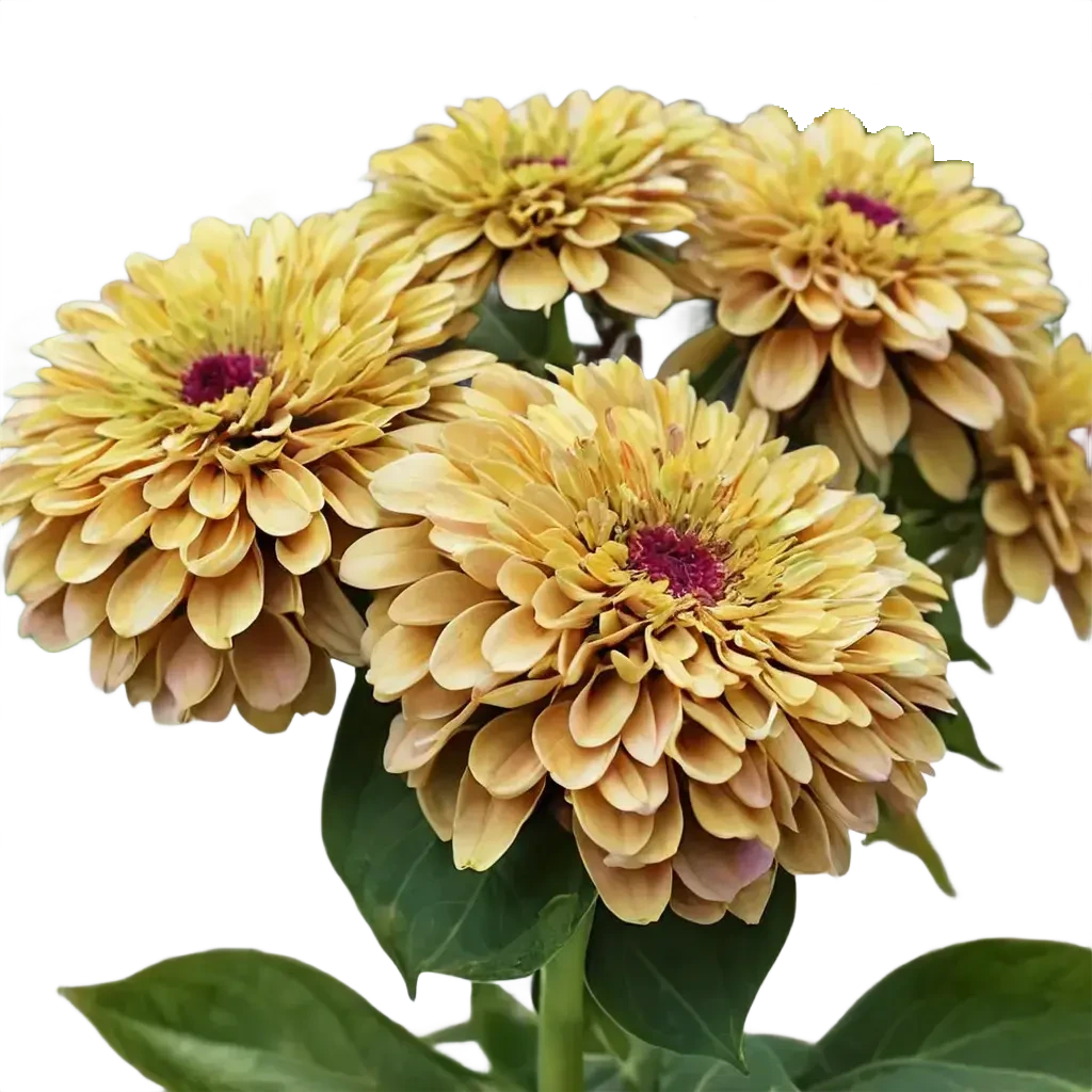 Annual plants